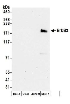 Rabbit ErbB3 Antibody
