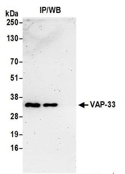 VAP-33 Antibody