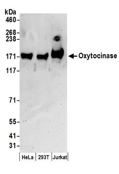 Rabbit Oxytocinase Antibody