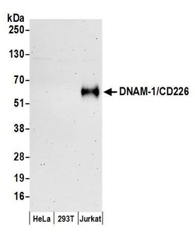 Rabbit DNAM-1/CD226 Antibody