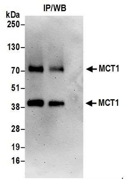 MCT1 Antibody
