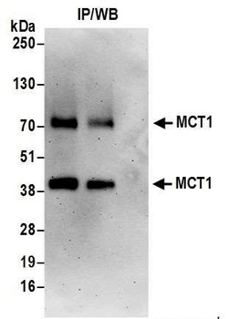 Rabbit MCT1 Antibody