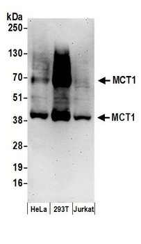 Rabbit MCT1 Antibody