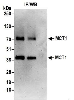 Rabbit MCT1 Antibody