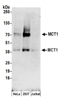 Rabbit MCT1 Antibody