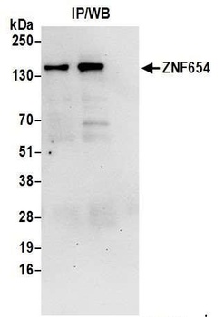 Rabbit anti-ZNF654 Antibody