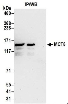 MCT8 Antibody