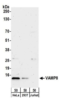 Rabbit VAMP8 Antibody
