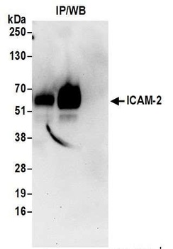 Rabbit ICAM-2 Antibody
