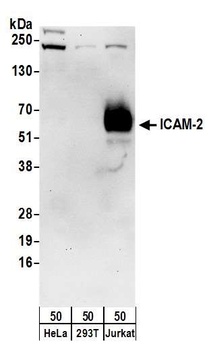 Rabbit ICAM-2 Antibody