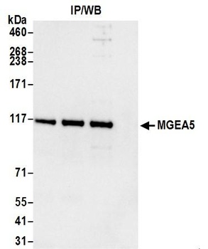 Rabbit anti-MGEA5 Antibody
