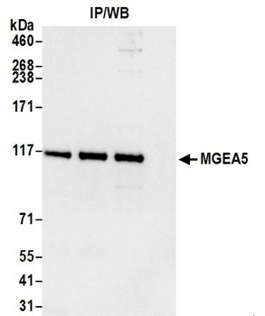 MGEA5 Antibody