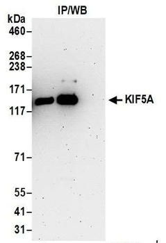 KIF5A Antibody
