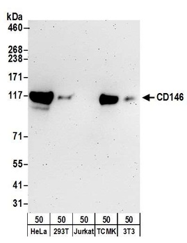 Rabbit CD146 Antibody