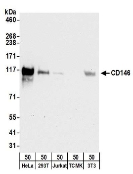 Rabbit CD146 Antibody