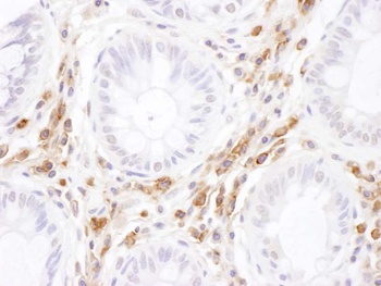 Rabbit ICAM-3 Antibody