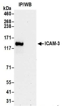 ICAM-3 Antibody