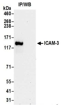 Rabbit ICAM-3 Antibody