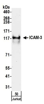 Rabbit ICAM-3 Antibody