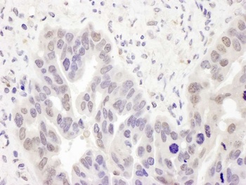 Rabbit anti-PolD2 Antibody