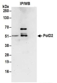 Rabbit anti-PolD2 Antibody