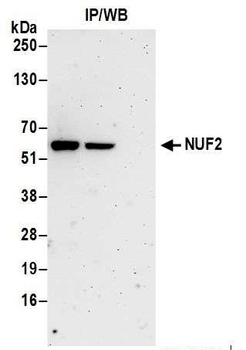 NUF2 Antibody