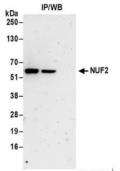 Rabbit anti-NUF2 Antibody