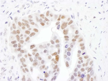 Rabbit anti-NMNAT1 Antibody