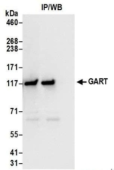 Rabbit anti-GART Antibody