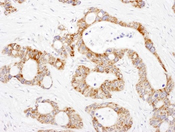 Rabbit anti-DLST Antibody
