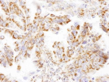 Rabbit anti-DLST Antibody