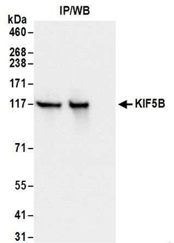 KIF5B Antibody