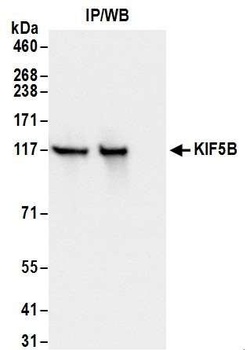 Rabbit anti-KIF5B Antibody