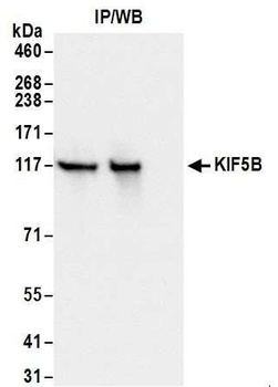 Rabbit anti-KIF5B Antibody