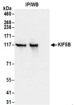 KIF5B Antibody