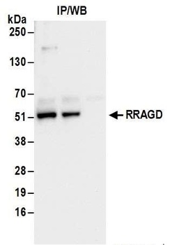 RRAGD Antibody