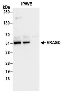Rabbit anti-RRAGD Antibody