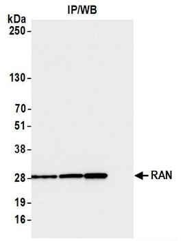 Rabbit anti-RAN Antibody
