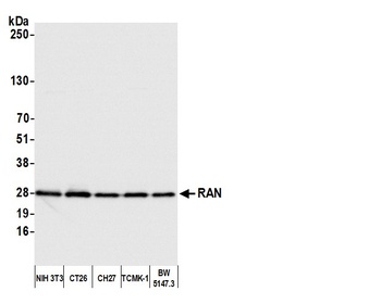 Rabbit anti-RAN Antibody