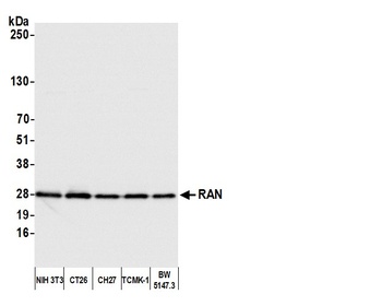 RAN Antibody