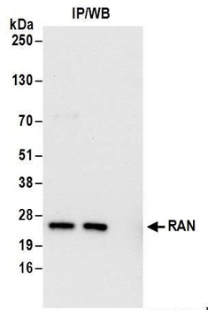Rabbit anti-RAN Antibody