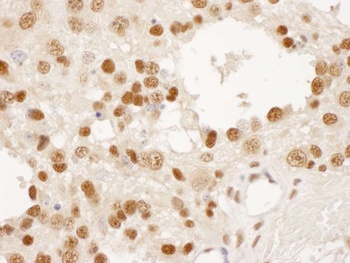 Rabbit anti-DPY30 Antibody