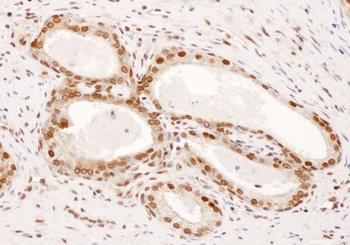 Rabbit anti-DPY30 Antibody