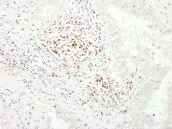 Rabbit anti-CD3E Antibody