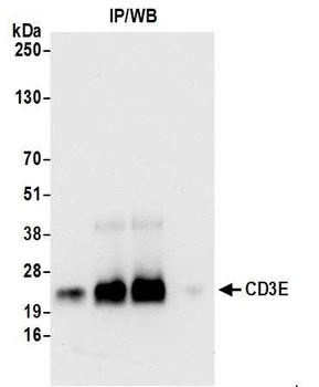 Rabbit anti-CD3E Antibody