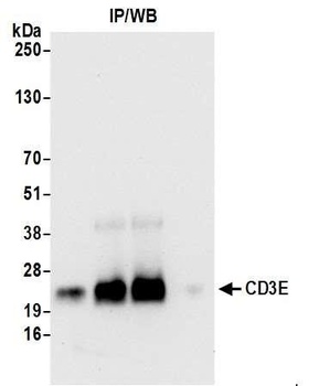 CD3E Antibody