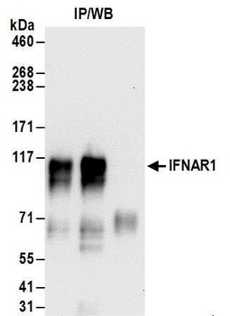 Rabbit anti-IFNAR1 Antibody