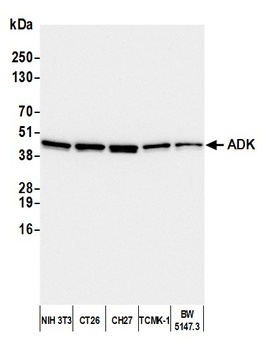 Rabbit anti-ADK Antibody