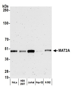 Rabbit anti-MAT2A Antibody