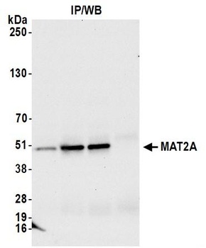 MAT2A Antibody